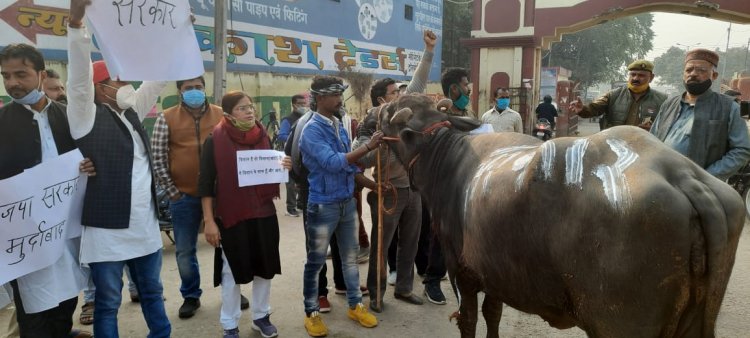 प्रयागराज मे भैंस के आगे बीन बजाकर किया विरोध प्रदर्शन