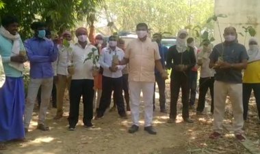 शुद्ध हवा के लिए पेड़ देकर उम्मीदवार जनता से मांग रहे वोट