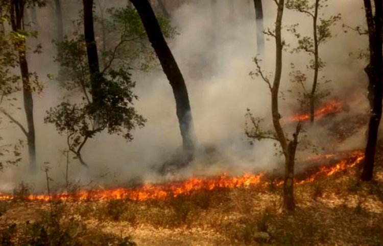 उत्तराखंड के जंगलों में भीषण आग