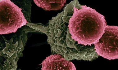 ब्लैक फंगस के लक्षण, किसे सबसे ज्यादा रिस्क, देखिए पूरी रिपोर्ट