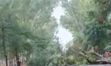 प्रयागराज में आंधी-तूफान से आफत, कहीं पेड़ टूटे, कहीं बिजली गुल