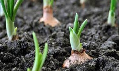 भारत ने श्रीलंका को जैविक खेती में दिया मदद का प्रस्ताव