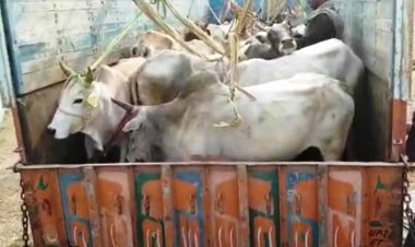 ट्रक में क्रूरता पूर्वक लदे गए 23 गौवंश पुलिस ने किये बरामद