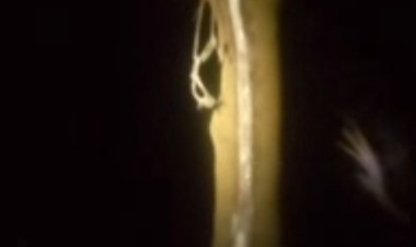 महाशिवरात्रि से एक दिन पहले नीम के पेड़ से निकलने लगा दूध, ग्रामीणों ने की पूजा अर्चना