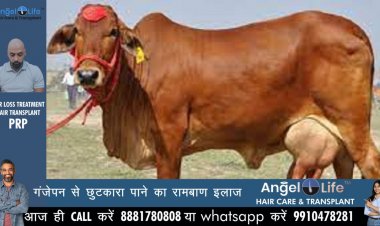 उप्र: गाय दिलाएगी रोजगार, पर्यावरण भी होगा दमदार