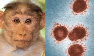 अमेरिका में मंकीपॉक्स सार्वजनिक स्वास्थ्य आपातकाल घोषित