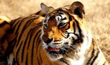 पिछले आठ वर्षों में बाघों की संख्या हुई दोगुनी, विश्व के 75 प्रतिशत बाघ भारत में