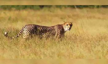 मुंबई के रानी बाग में भी आएगा चीता और सफेद शेर