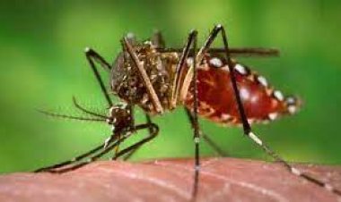 डेंगू प्रकोप : हाईकोर्ट ने जिलाधिकारी, सीएमओ, नगर आयुक्त को किया तलब