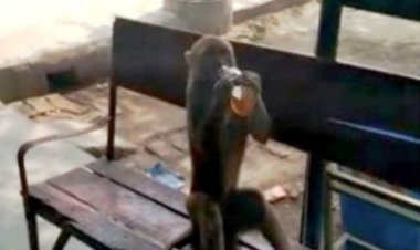 बंदर को लग गई शराब की लत, शराबियों की बोतल छीन कर पी जाता है