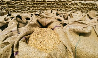 सरकार ने जमाखोरी रोकने के लिए 31 मार्च, 2025 तक गेहूं की स्टॉक लिमिट तय की