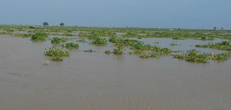 गोरखपुर में राप्ती और गोण्डा में कुआनो नदियां खतरे के निशान से ऊपर