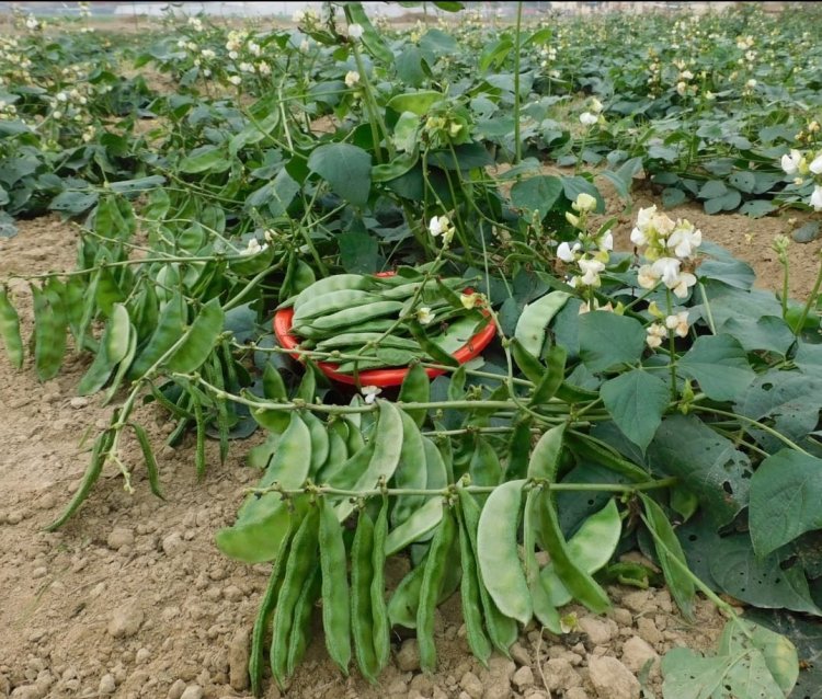 लौकी और सेम की उन्नत किस्म से किसानों की बढ़ेगी आय,35 डिग्री सेंटीग्रेड पर भी अच्छी उपज