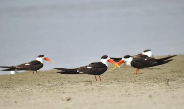 महाकुम्भ में मन मोह लेगी 90 से ज्यादा प्रजातियों के पक्षियों का कलरव