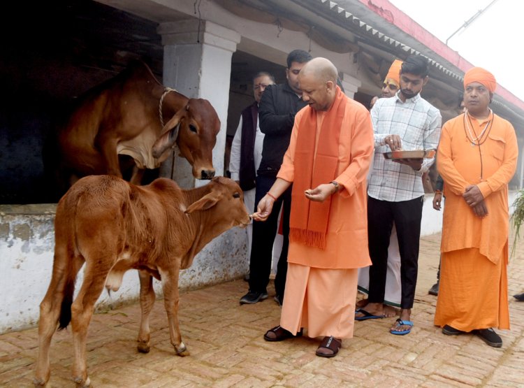 मुख्यमंत्री योगी ने देवीपाटन मंदिर में दर्शन पूजन कर की गौ सेवा 