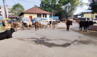 तस्करी कर ले जा रहे 33 गोवंशीय पशु को खूंटी पुलिस ने कराया मुक्त, पांच गिरफ्तार