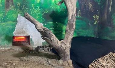 सर्दी से वन्यजीवों को बचाने के लिए किये गए जरूरी उपायः निदेशक