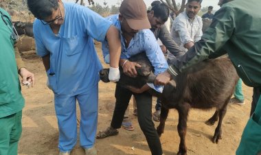 बीएचयू की अनूठी पहल: किसानों के पशुधन को मिली नई जिंदगी