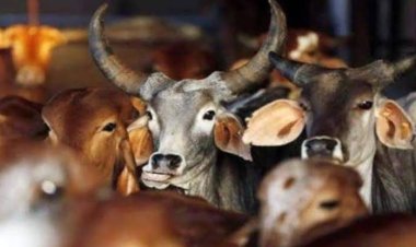खूंटे से बांधकर गौवंश को पीटने का वीडियो वायरल, मुकदमा दर्ज 