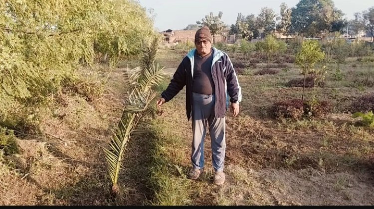 उप्र के औरैया  में पहला गांव जहां खजूर और चंदन की हो रही खेती