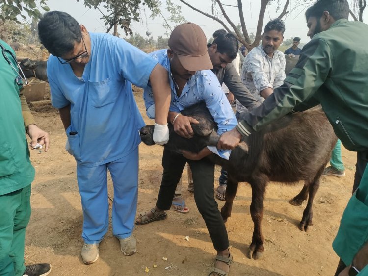 बीएचयू की अनूठी पहल: किसानों के पशुधन को मिली नई जिंदगी