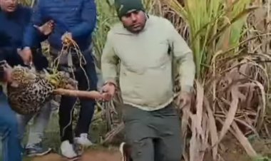 बिजनौर: गुलदार के पकड़े जाने पर ग्रामीणाें ने ली राहत सांस