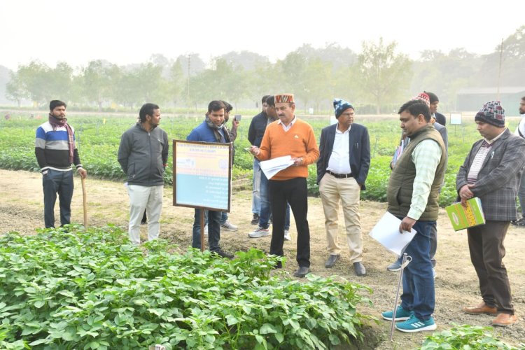 आलू को रोग से बचाने के लिए टेबुकोनाजोल का छिड़काव करें किसान