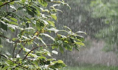 जालौन में बदला मौसम का मिज़ाज, तेज बारिश से गेहूं को फायदा तो मटर को नुकसान