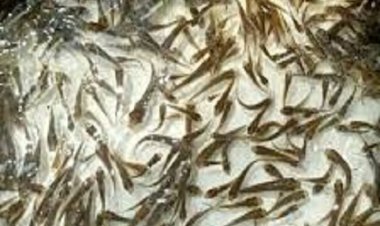 संगम में 19 मार्च को मत्स्य विभाग डालेगा 92 हजार अंगुलिकाएं
