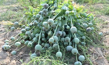 प्रयागराज : अफीम की अवैध खेती मामले में एक गिरफ्तार, 1.5 करोड़ का फल बरामद