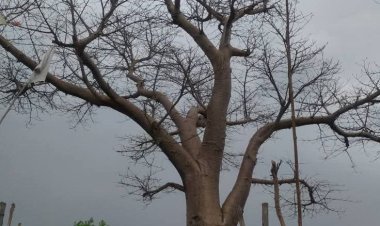 अनूपपुर: समुद्र मंथन में निकला कल्पवृक्ष, मां नर्मदा ने शिवजी से मांगा था वरदान