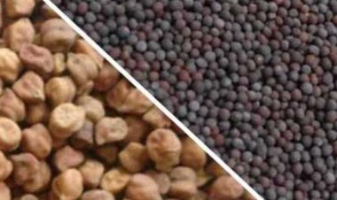 घर बैठे अरहर, चना, मसूर और सरसों की होगी खरीद, तीन दिन में होगा भुगतान