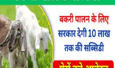 बकरी पालन का कारोबार शुरू करने के लिए सरकार दे रही पचास फीसदी अनुदान