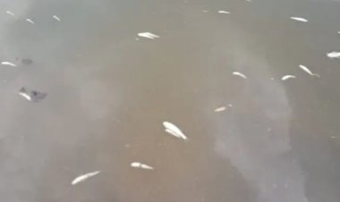 बलरामपुर : जीवनदायिनी कन्हर का जलस्तर कम होते ही जहरीला रासायनिक पदार्थ डाल मछलियां मार रहे लोग