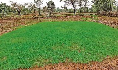 वाराणसी में प्री-मानसून की दस्तक: बारिश से मौसम खुशनुमा, किसान धान की नर्सरी डालने की तैयारी में
