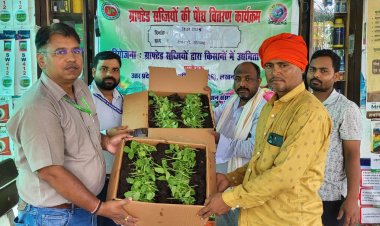 भारतीय सब्जी अनुसंधान संस्थान के वैज्ञानिकों ने किसानों में बांटे ग्राफटेड बैंगन के पौधे