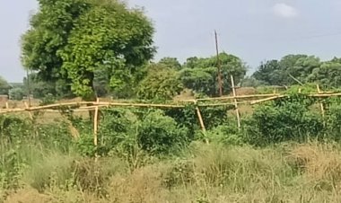 मीरजापुर में सब्जी की खेती बनी ग्रामीण अर्थव्यवस्था की रीढ़
