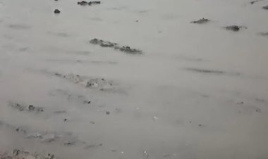 यमुनानगर: बारिश से किसानों के चेहरे खिले, धान की बुआई में मिलेगा लाभ