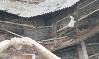 यमुनानगर: आकाशीय बिजली गिरने से पोल्ट्री फार्म के साढ़े 12 हजार चूज़े मरे