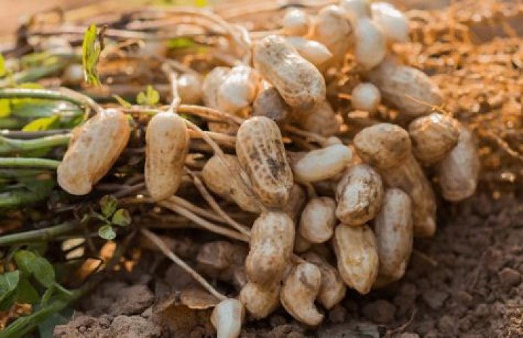 मूंगफली की खेती से होगी किसानों की मौज: बुंदेलखंड और इससे सटे किसानों को होगा सर्वाधिक लाभ