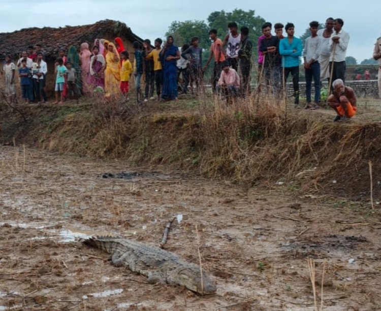 नदी से निकला मगरमच्छ बस्ती की ओर पहुंचा, दहशत में ग्रामीण