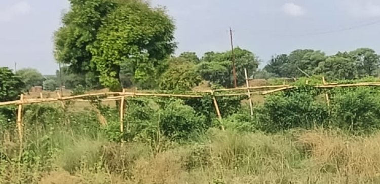 मीरजापुर में सब्जी की खेती बनी ग्रामीण अर्थव्यवस्था की रीढ़