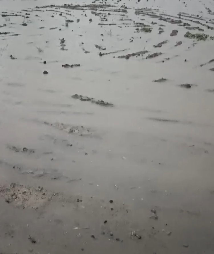 यमुनानगर: बारिश से किसानों के चेहरे खिले, धान की बुआई में मिलेगा लाभ