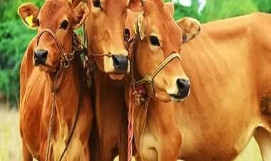 दस स्वदेशी उन्नत नस्ल की गायों की इकाई स्थापित करने को शासन ने मांगा आवेदन