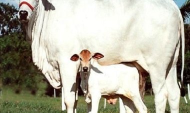 पच्चीस स्वदेशी उन्नत नस्ल की गायों की इकाई स्थापित करने को शासन ने मांगा आवेदन