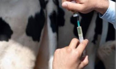 पशुधन सुरक्षा सुनिश्चित: राष्ट्रीय रोग नियंत्रण योजना के तहत 23 जुलाई से शुरू होगा खुरपका-मुंहपका रोग का वृहद टीकाकरण अभियान