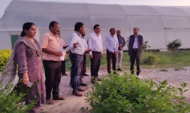 आलू फसल का जमाव वर्षा में होता है प्रभावित, बालू में बीजों को अंकुरित कर करें रोपित : कुलपति