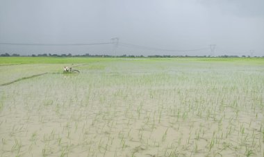 बराऊ में जलभराव से किसानों की डूबी धान की फसल, नहीं हुई नाले की सफाई, प्रशासन से राहत की उम्मीद