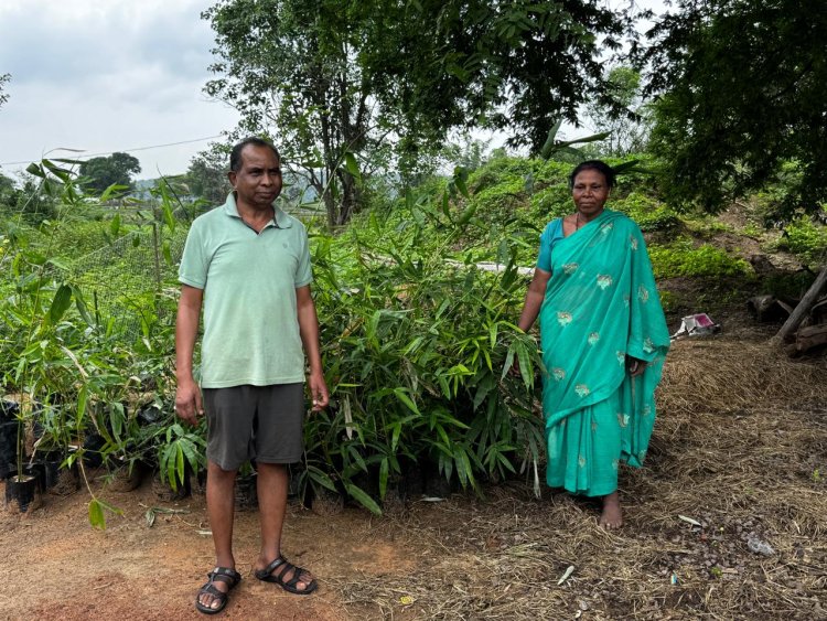धमतरी जिले में बांस की खेती को मिला बढ़ावा