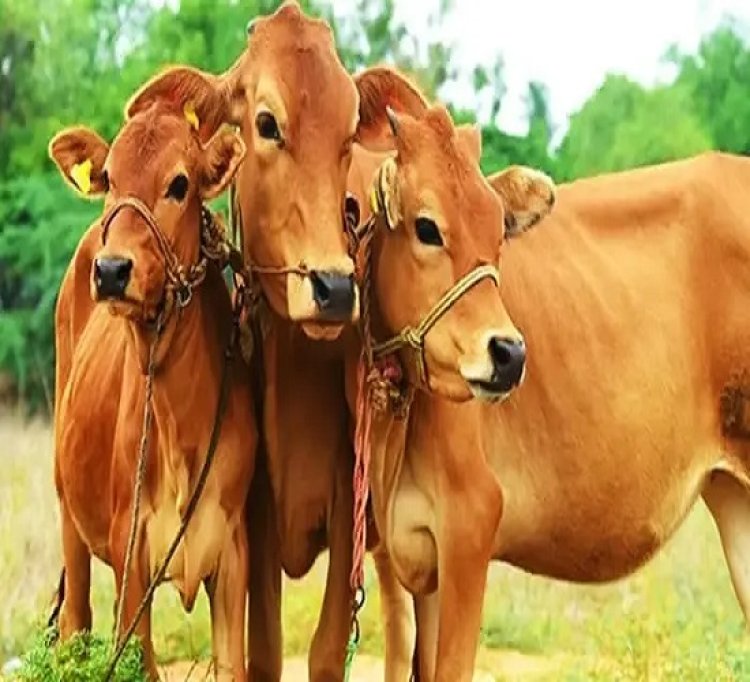 दस स्वदेशी उन्नत नस्ल की गायों की इकाई स्थापित करने को शासन ने मांगा आवेदन